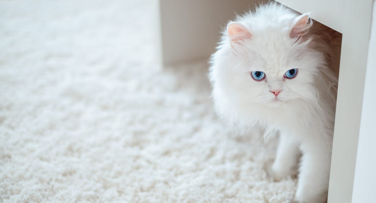 chat blanc qui se cache sous une table