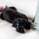 chiot noir sur un canapé blanc l'air abattu