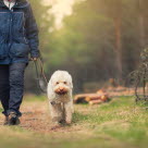 Chien en promenade