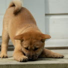 chiot hokkaido en train de jouer