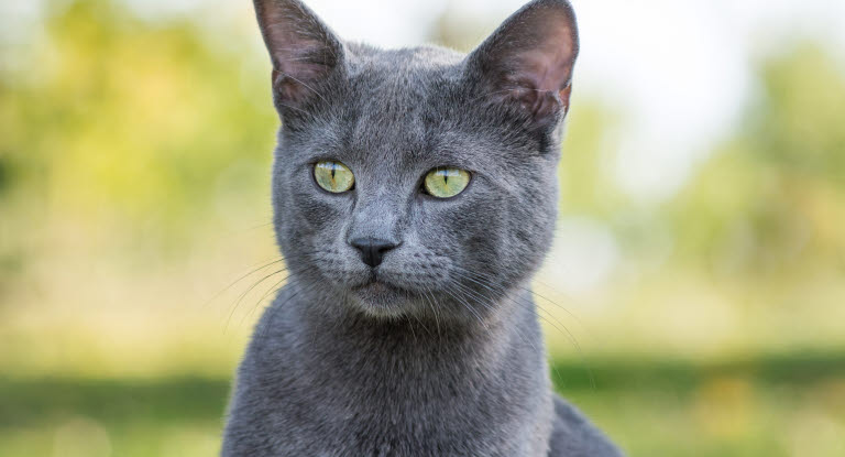 Chat gris aux oreilles dressées