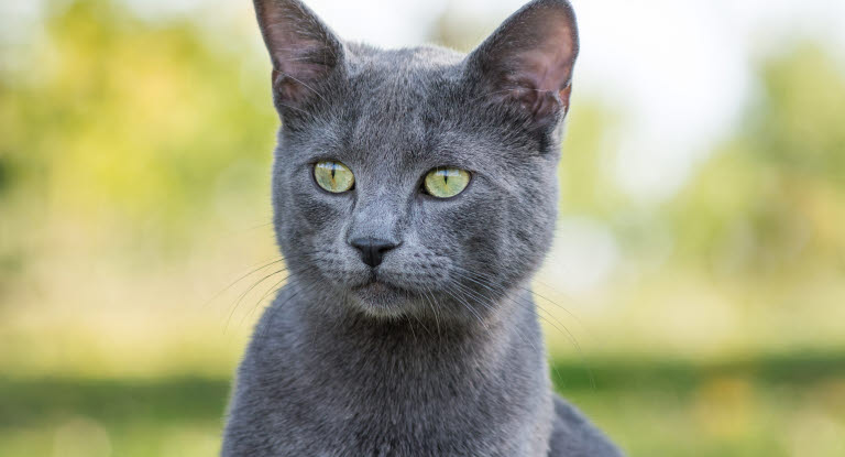 Les différentes positions des oreilles chez le chat - Agria