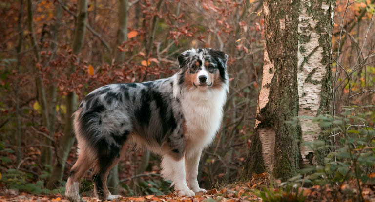 Un Berger Australien dans les bois