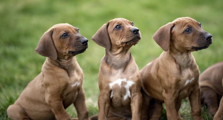 Chiot Rhodhesian Ridgeback