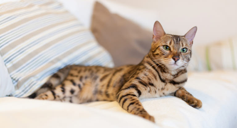 Chat allongé sur le canapé