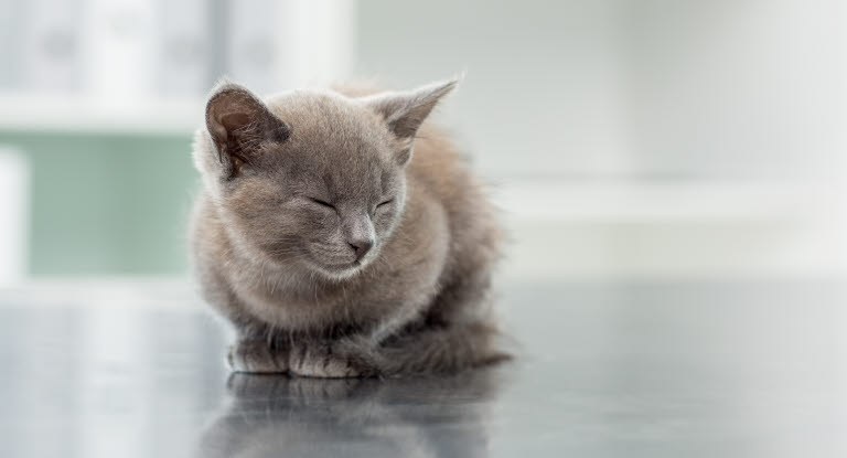 Chat en boule sur lui-même