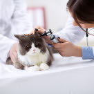 chat vétérinaire examen oreilles