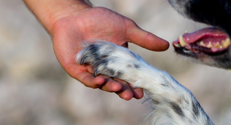 Un chien tendant la patte à son maître patte dans la main