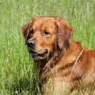 Chien allongé dans les herbes hautes 