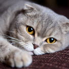 chat scottish fold allongé