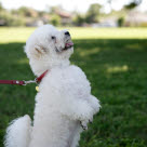 Petit chien blanc debout sur ses pattes arrière en laisse