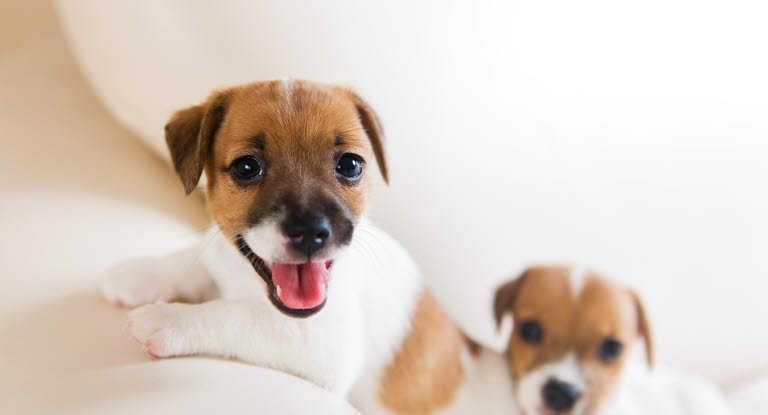 Deux chiots dont l'un gueule ouverte, on voit les petites dents