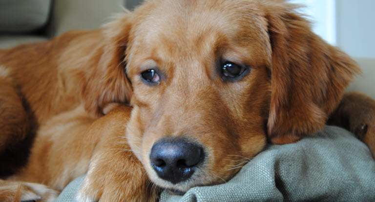 Golden Retriever allongé