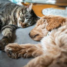 Un chat et un chien en train de dormir