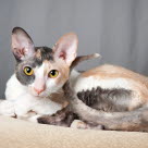 Chat Cornish Rex allongé