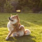 Si votre chien se gratte beaucoup plus que d'habitude, cela peut être un signe de démangeaisons.