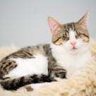 Un chat aveugle repose sur une peau de mouton.