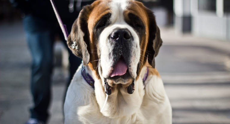 Race de chien Saint Bernard en laisse