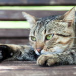 Un chat tigré allongé sur le ventre les oreilles écartées