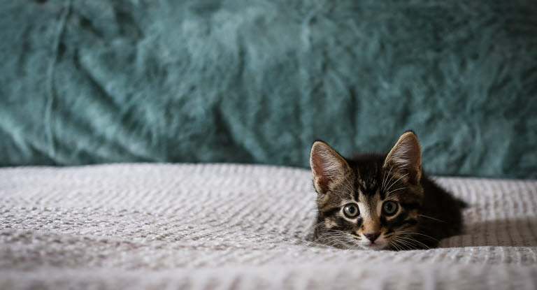 chaton allongé sur le lit