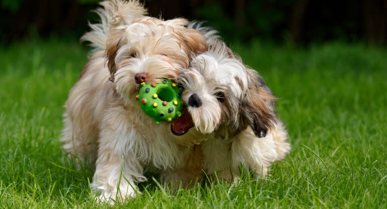 2 chiots Bichons Havanais qui se partagent le même jouet