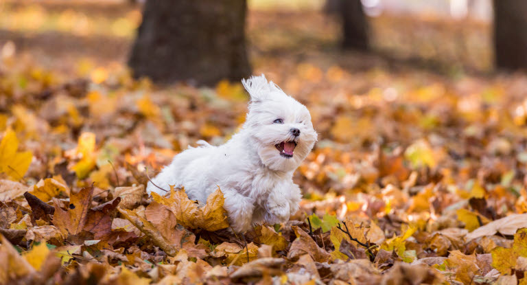 chien blanc court dans les feuilles d'automne