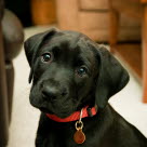 Chiot noir arrivant dans sa nouvelle maison