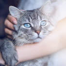 chat dans les bras mais sur l'oreille