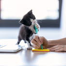 chaton jouant avec un stylo dans la main d'une femme