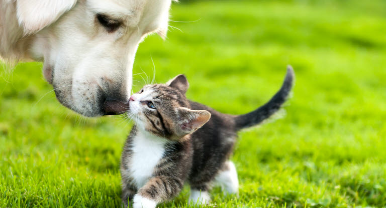 chien et chaton dans l'herbe truffe contre truffe