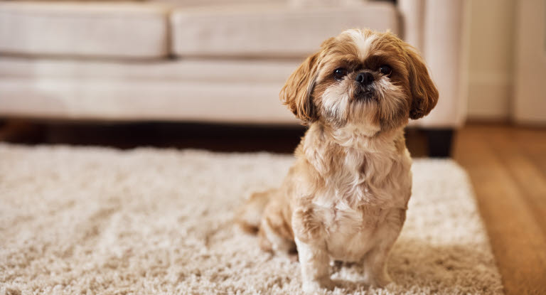 Le chien fait pipi sur le tapis.