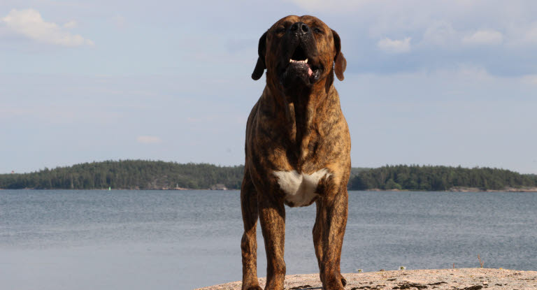 chien Tosa sur la plage