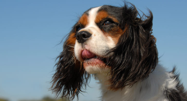 Gros plan Cavalier King Charles