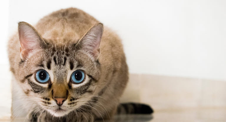 Chat yeux bleus fixant l'objectif