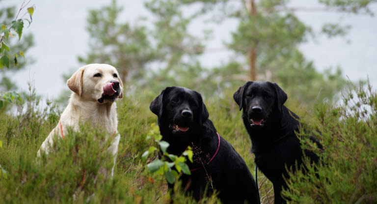 Trois Labrador en pleine nature