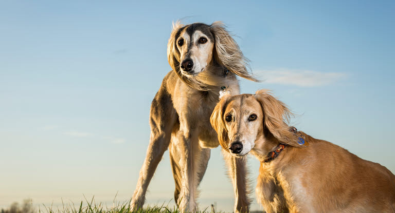 deux chien saluki dehors dont un allongé dans l'herbe