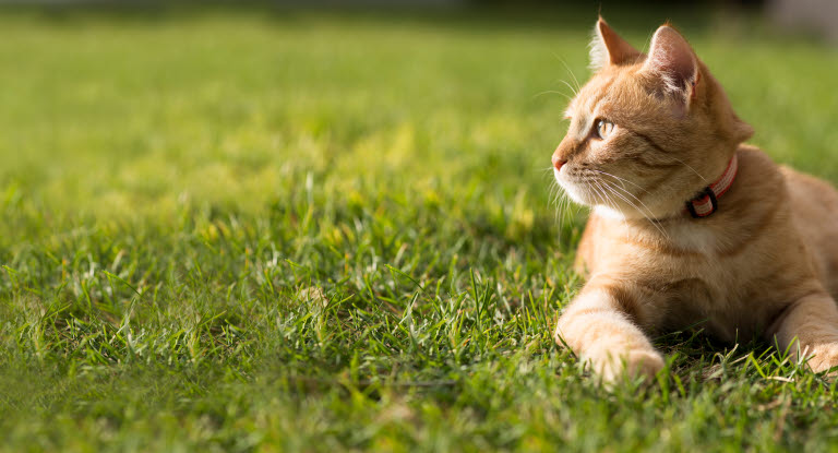 Chat portant un collier allongé dans l'herbe