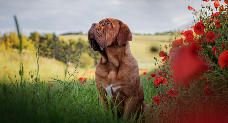 Dogue de Bordeaux dans un champs