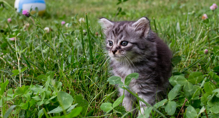 Un chaton dans l'herbe