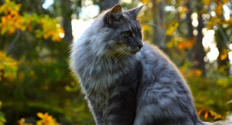 Mon Chat Crache Des Boules De Poils Agria Assurance Pour Animaux