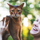 Chat surélevé par sa maîtresse