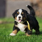 Chiot courant dans l'herbe