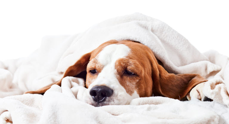 chien allongé sur un lit recouvert d'une couverture sur la tête