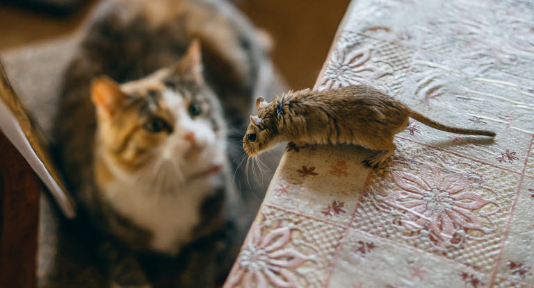 Un chat regardant une souris sur la table