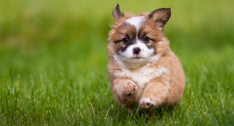 Un chiot courant dans l'herbe