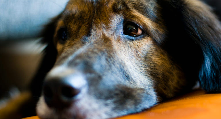 Un chien avec le museau posé sur une couverture l'air malade