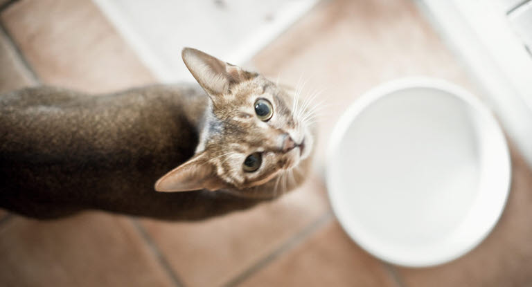 Chat près d'un bol d'eau