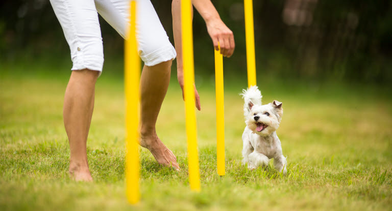 Petit chien qui pratique l'agility