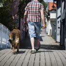 Un chien marchant au pied de son maître