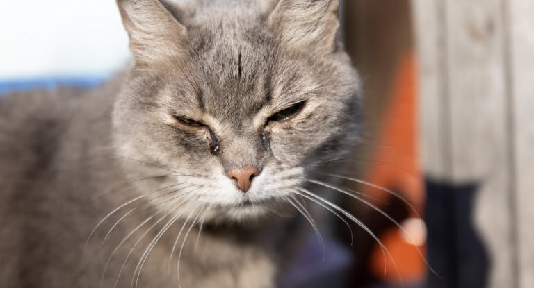 Chat avec les yeux larmoyant